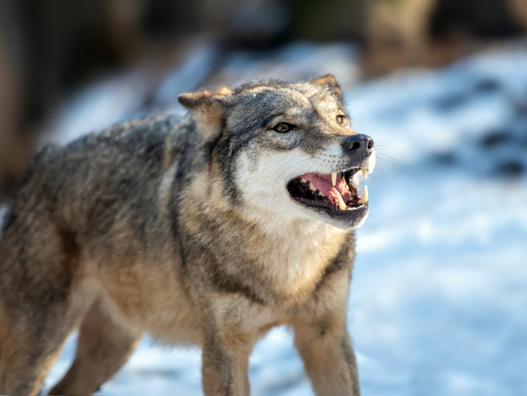 Изображение Материальную помощь окажут пострадавшим от нападения волка курганцам
