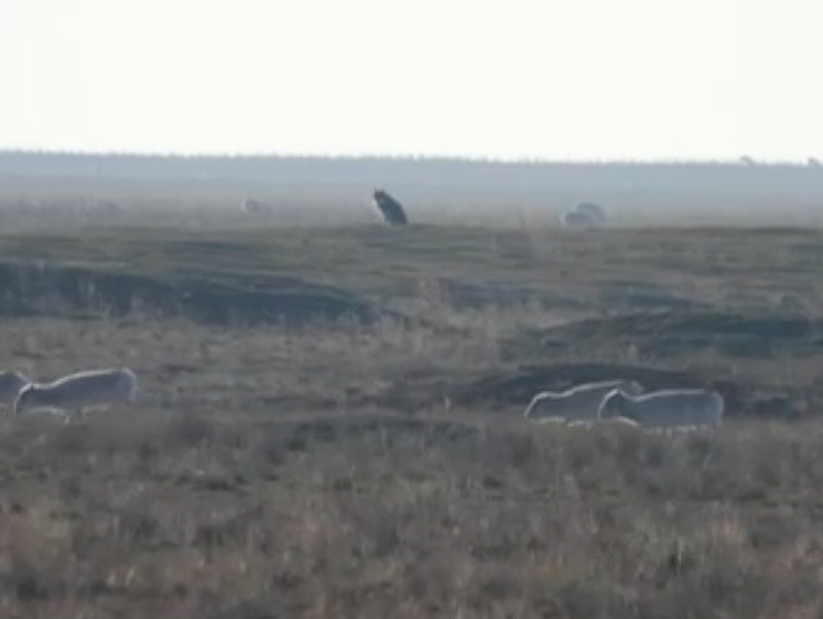Изображение Одинокий пастух: волк ждет подругу в степи Калмыкии