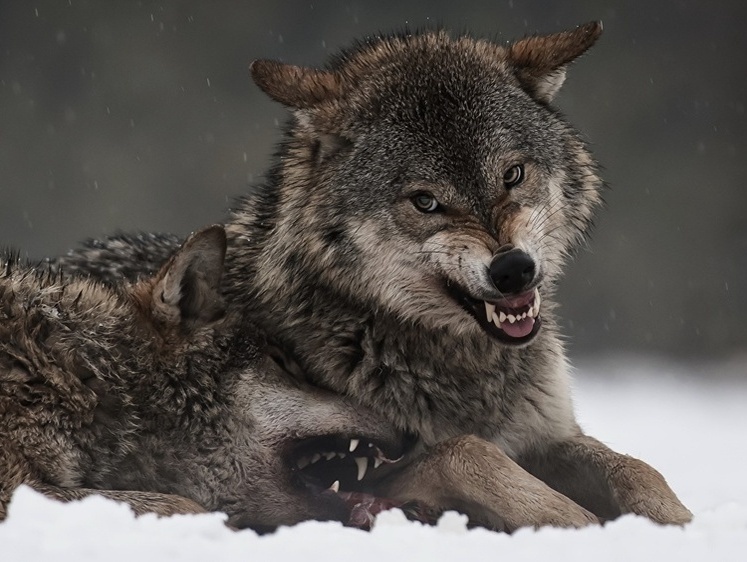 Изображение Псковские охотники выследили легендарного и матерого волчищу