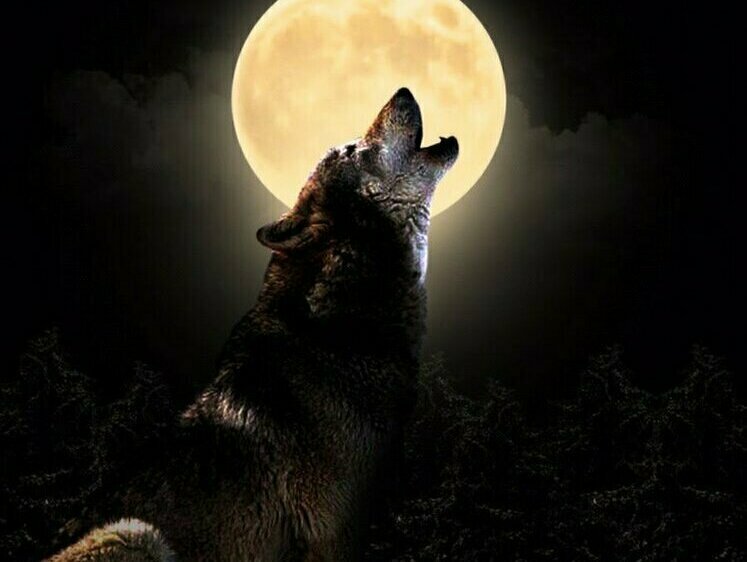 Изображение «Волчья луна» - первое полнолуние нового високосного года