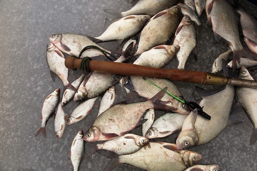 Изображение При длинной оттепели уже столько набурено лунок, что в ледобуре отпадает надобность. Фото: Коломийца Алексея.