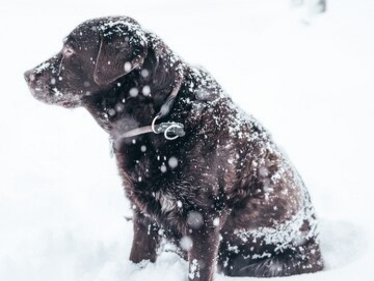 Изображение  На Сахалине не прекращается снегопад — замело дорогу в собачий приют