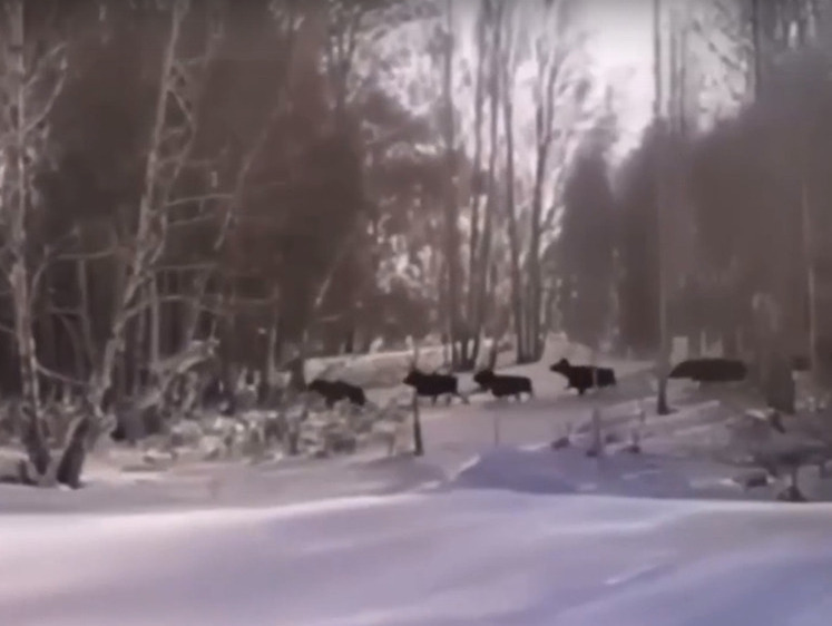 Изображение Редкий кадр: на видео сняли группу из 11 лосей бегущих друг за другом