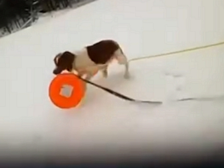 Изображение Провалившегося под лед рыбака помогла спасти собака (видео)
