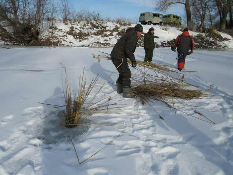 Изображение В Волгоградской области началась борьба с заморами рыбы