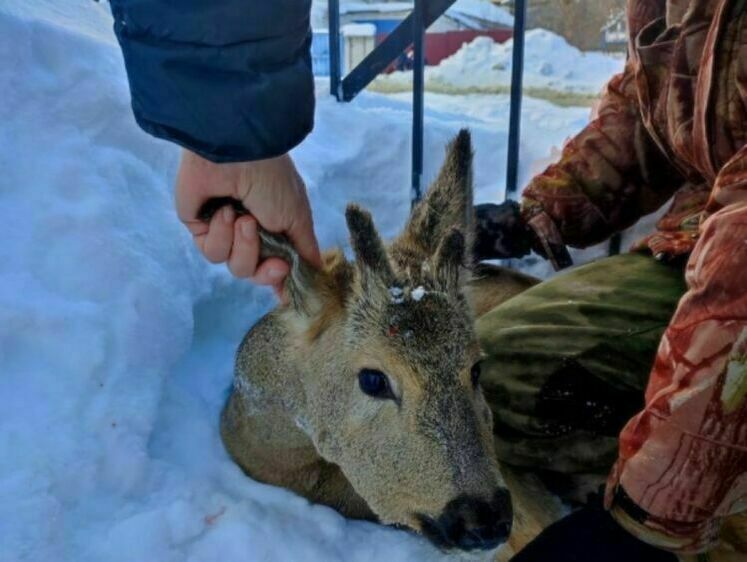 Изображение В Пензенской области самец косули дошел до здания суда и упал без сил