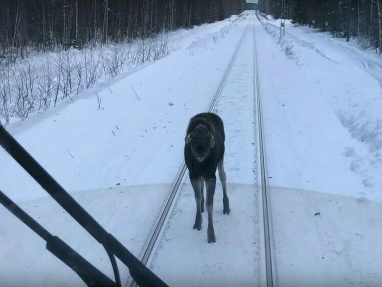 В Карелии молодой лось столкнулся с поездом