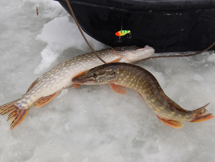 Запрет на ловлю рыбы. Нерестовый запрет на рыбалку. Запрет рыбной ловли. Нерестовом запрете. Нерестовый запрет.