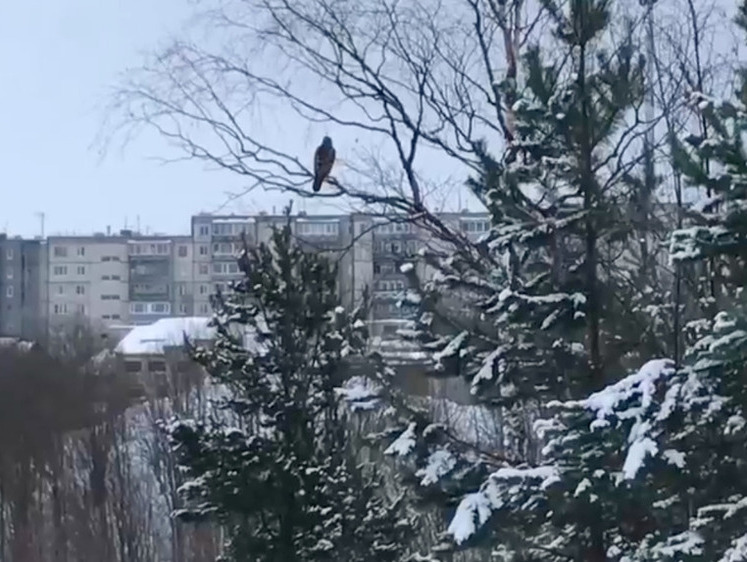 Ястреб залетел погостить в Петрозаводск и остался 