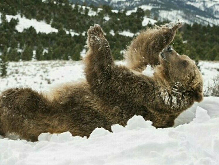 Изображение Ушел досыпать: медведь покинул территорию селений в Забайкалье