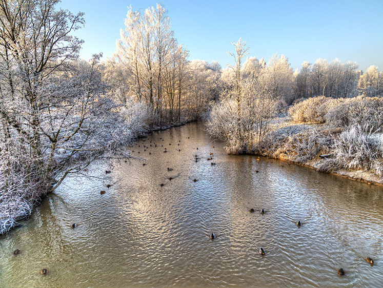 Изображение Точно в цифрах: в Москве закончился зимний учет водоплавающих птиц