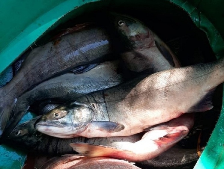 Изображение Пограничники обнаружили браконьерских лососей на 16,5 млн рублей