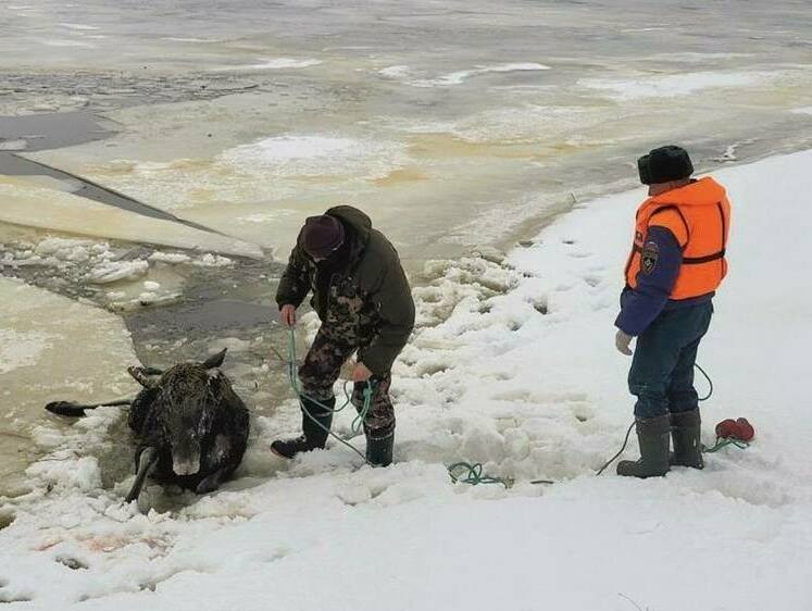 Изображение На Горьковском водохранилище спасли одну лосиху — вторая погибла 