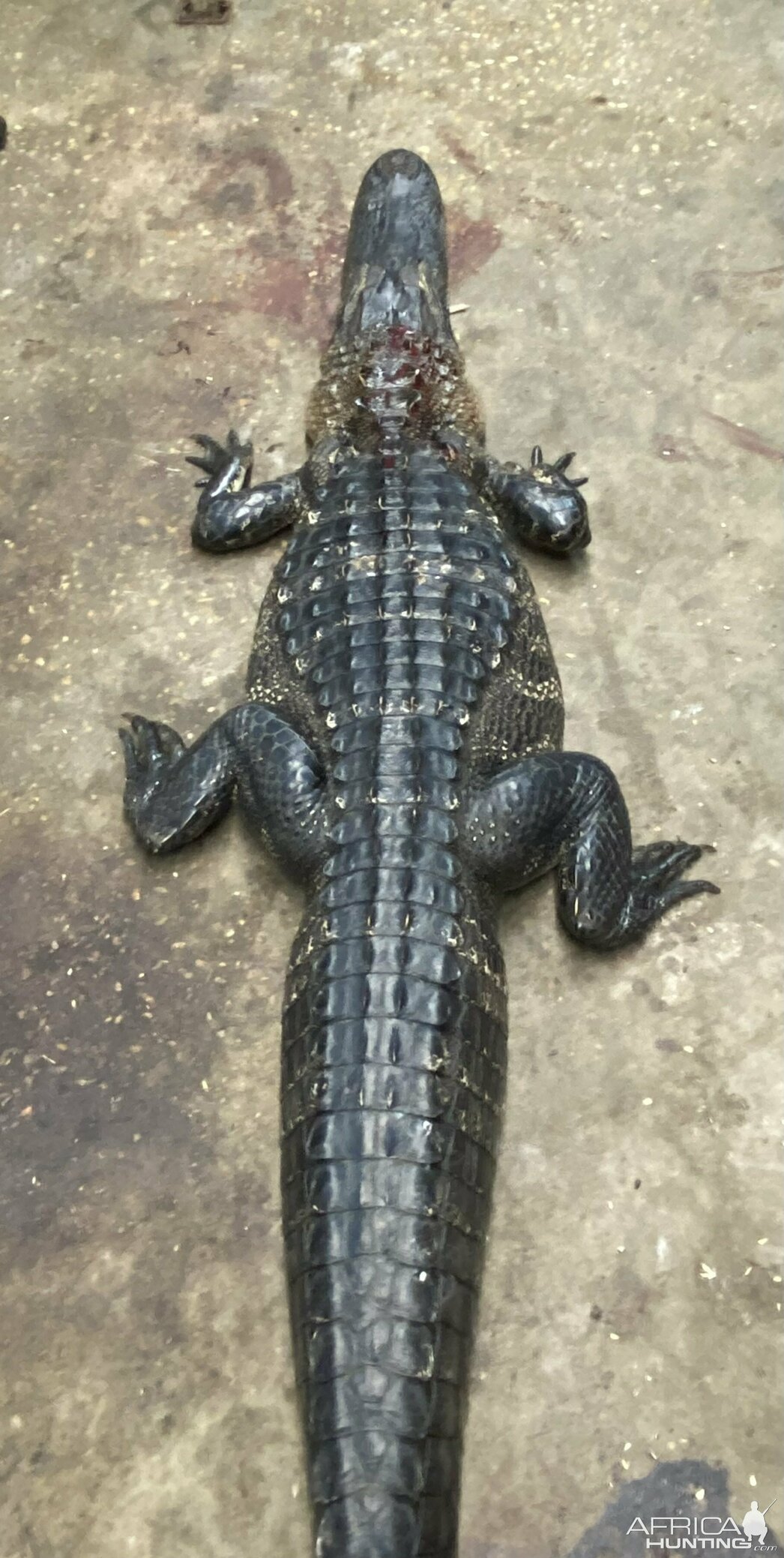 Изображение Фото: africahunting.com