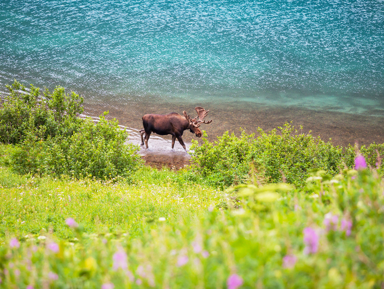 Изображение На торгах в Бурятии продали под охоту землю вместе с поселками