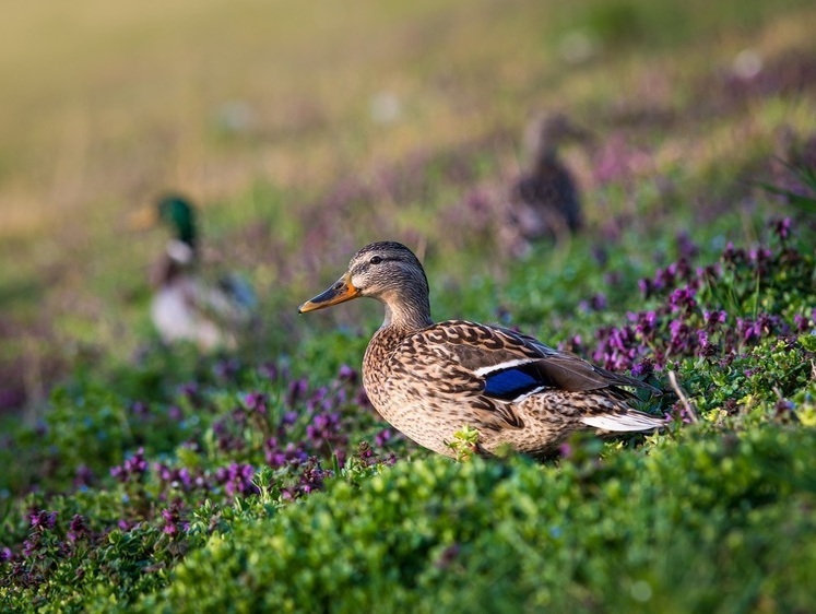 Изображение Идеальная подсадная: россиянин приручил для охоты живую утку (видео)