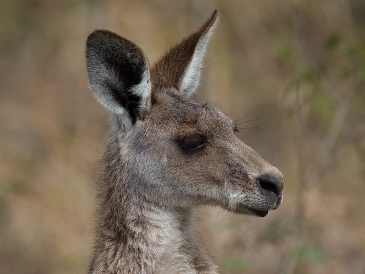 Изображение В Австралии кенгуру пытался изнасиловать охотничью собаку (видео)
