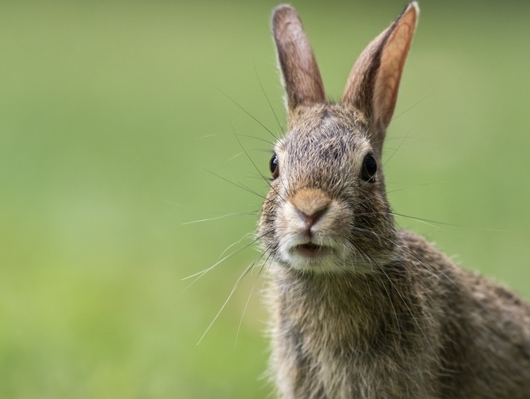 Изображение Челябинским охотникам приплатят за отказ от лис в пользу зайцев