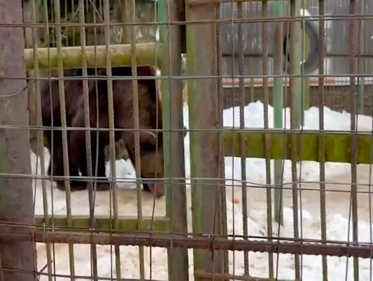 Изображение Расследуют уголовное дело после гибели мужчины в клетке с медведем