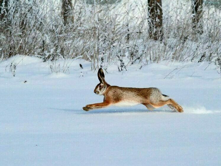 охота зимой. охота на зайцев в свердловской обл. до какого числа охота на зайца. охота на зайца в калининградской области. охота на зайца зимой с подхода.