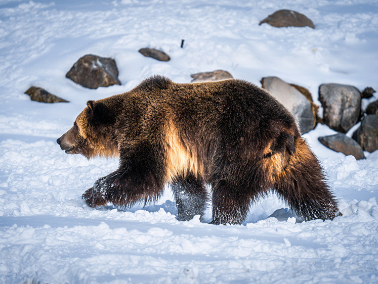Изображение Злой шатун: уральские лесорубы разбудили грохотом спящего медведя 