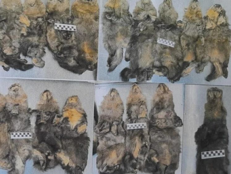 Изображение Полный пушнины буран: в Якутии пойман опытный соболиный браконьер