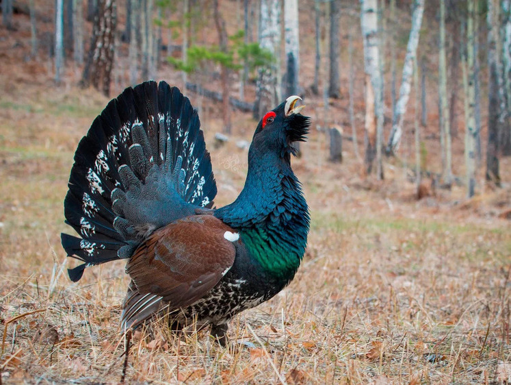 Изображение Российские глухари парами переезжают жить в солнечный Бахрейн