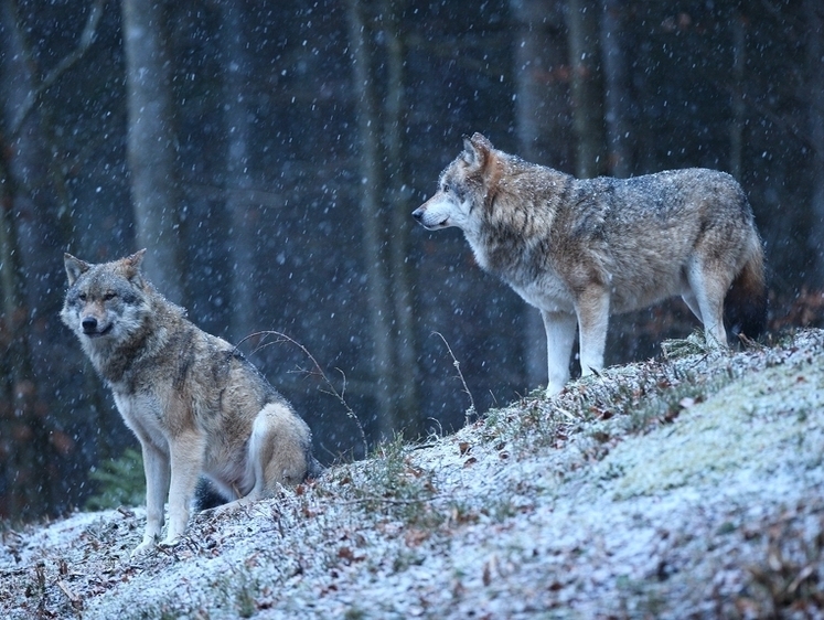 Изображение Вологодские охотники вышли на тропу войны с местными волками
