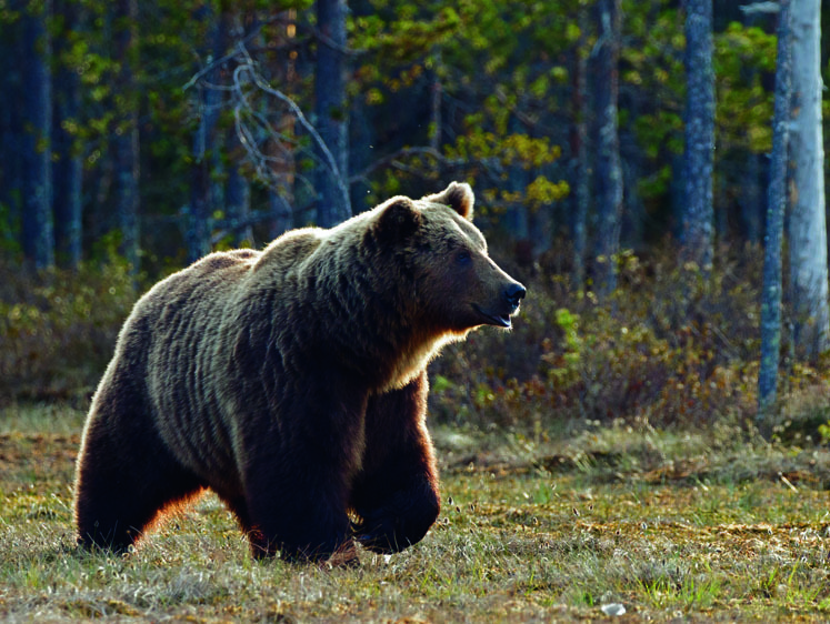 Изображение Медвежьи истории. Охота на русских бурых озорников