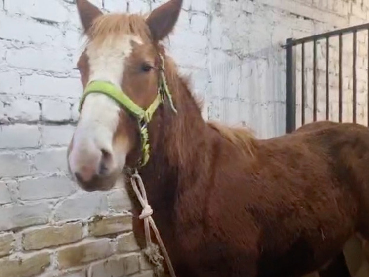 Изображение В Калининграде жеребенка по кличке Космос спасли от убоя