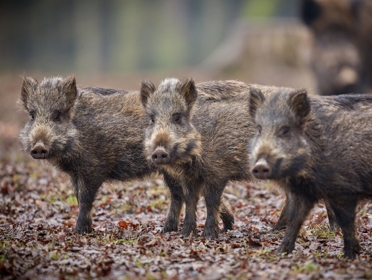 Изображение Дурь дикаря: расстрел четырех беременных кабаних и двух самцов
