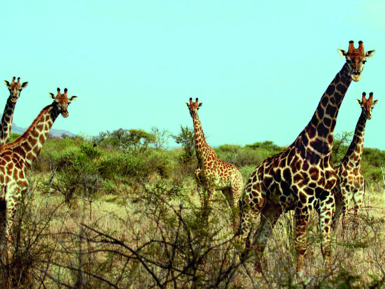 Изображение Первое, что восхищает в ЮАР, — это обилие и разнообразие животного мира. Фото автора. 