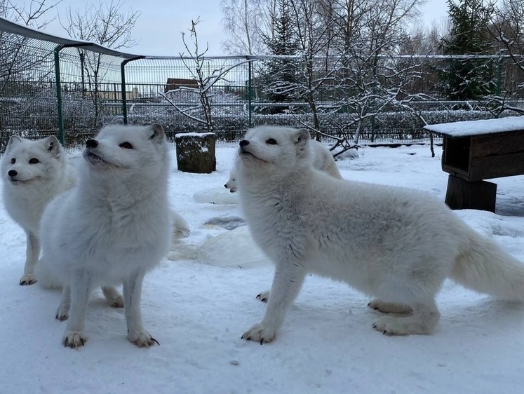 Изображение Белгородский зоопарк поделился фото упитанных песцов