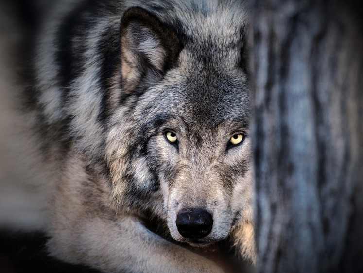 Изображение Глаза во тьме: Псковская область отбивается от нашествия волков