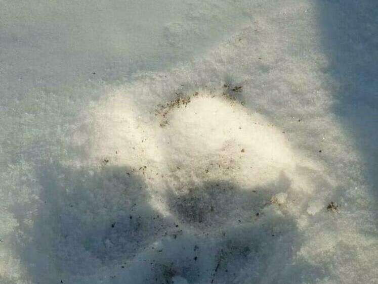 Изображение Тигр напал на корову в Надеждинском районе Приморья