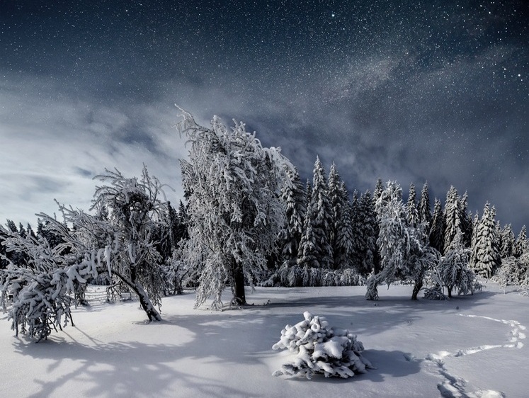 Изображение Воронежские охотники нашли в лесу труп грибника трехмесячной давности