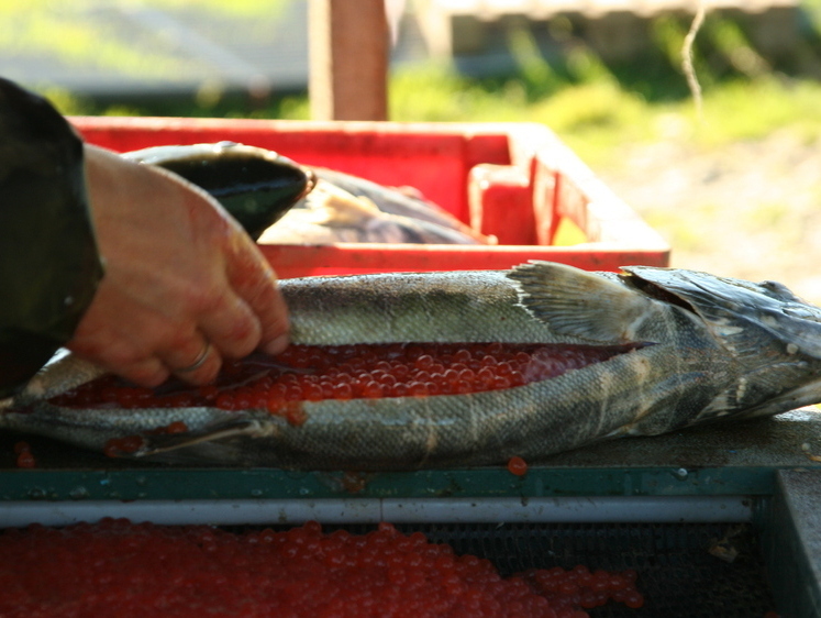 Изображение Горы икры: хабаровская шайка наловила осетров на 40 млн рублей 