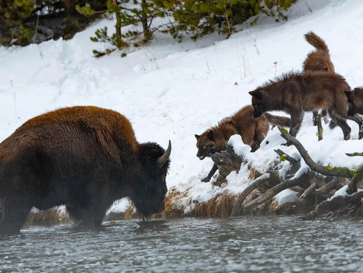 Изображение В США волки переели всех лосей в заповеднике и перешли на бизонов