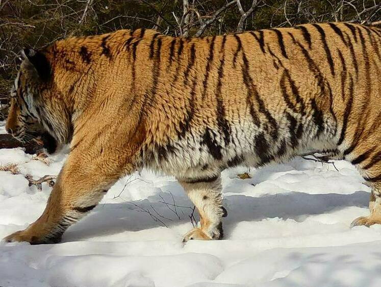 Изображение Полосатый рэкетир перегородил дорогу автомобилям в Приморье