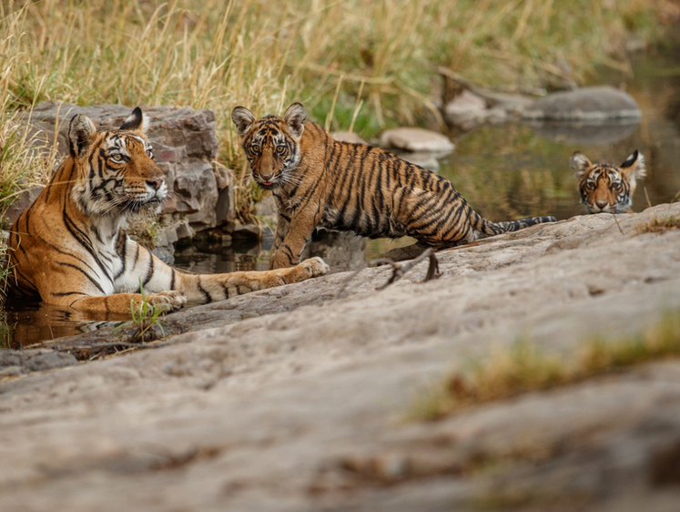 Изображение Амурские тигрята играли в салки на трассе в Приморье