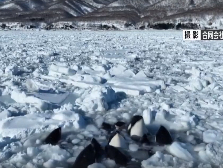 Изображение 16 косаток погибают во льдах у берегов Японии (видео)
