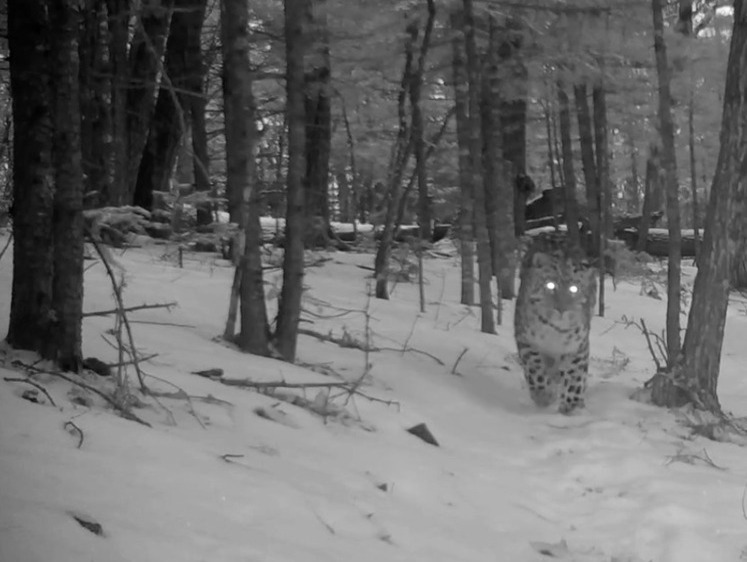 Изображение Леопард услышал свист и приготовился к охоте в приморском заповеднике