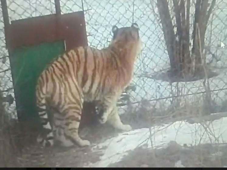 Раненый тигр ждет реабилитации в Приморском крае