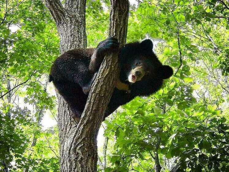 Изображение В Приморском крае потерялся гималайский медвежонок