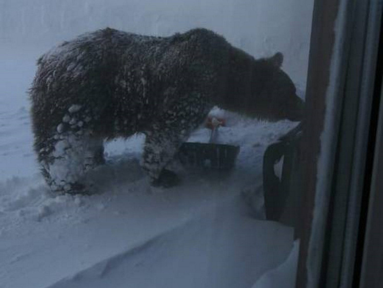 Изображение Жители Курильских островов сообщили о бродящем медведе-шатуне (фото)