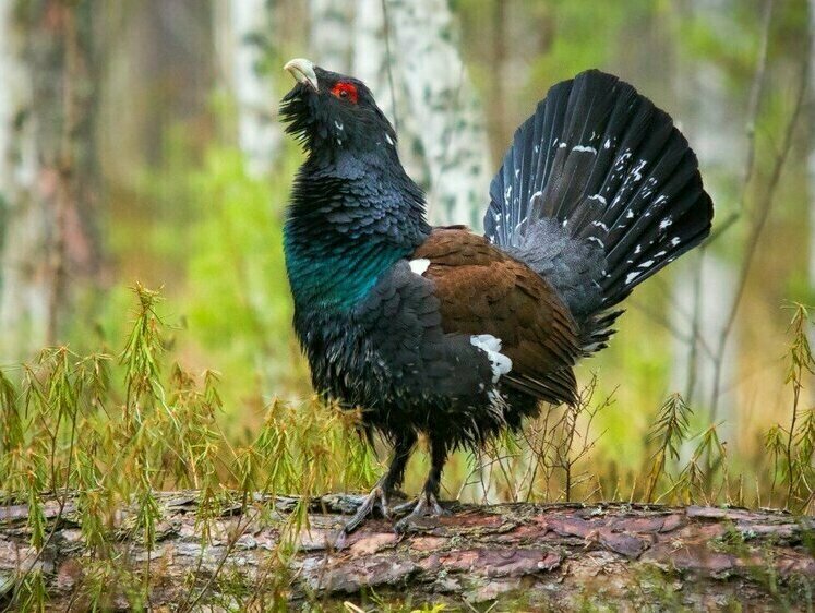 Изображение На российских снежных склонах глухарь атаковал туристов (видео)