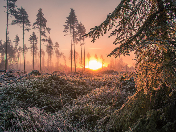 Изображение По горячим следам: в Омской области нашли останки трех косуль