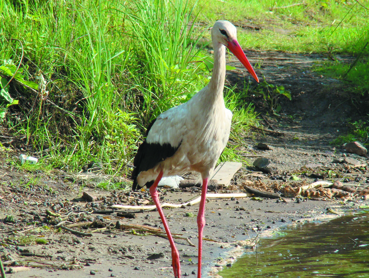Изображение Фото: Линника Николая.