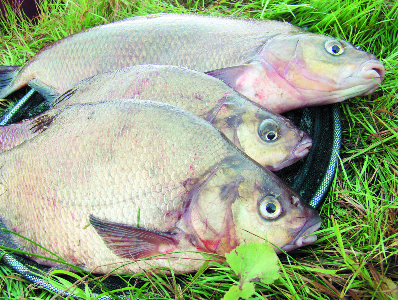 Изображение Фото: Линника Николая.