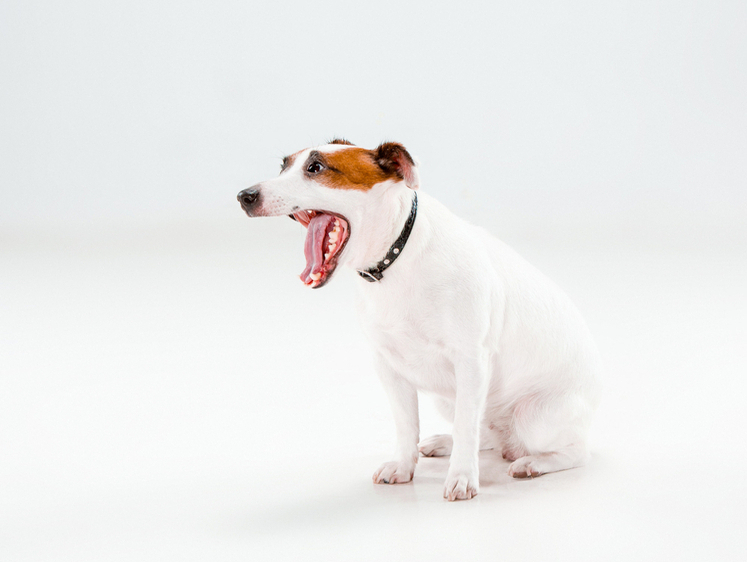 Изображение Лису в Выборге шокировал слишком активный пес (видео)